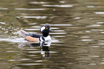 Hooded Merganser Drake Parades With a Cocked Tail Towards His Mate