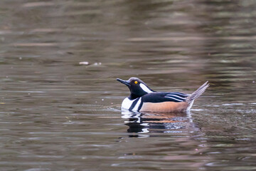 Flashy Drake Hooded Merganser Gazes Skyward While Resting on a Refuge Pond