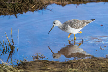 Greater Yellowlegs Shorebird Wading in Beautiful Light