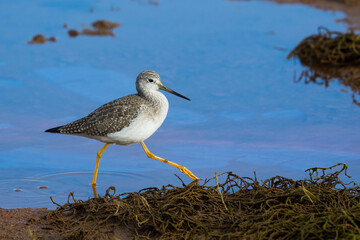 Greater Yellowlegs Shorebird Wading in Beautiful Light