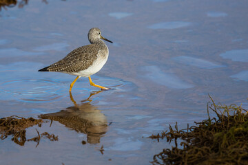 Greater Yellowlegs Shorebird Struts His Stuff Wading in Beautiful Light