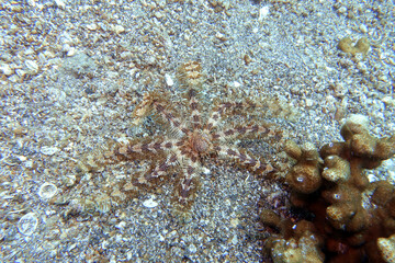 Oligometra serripinna Sägezahn-Haarstern