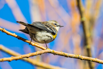 Yellow Rumped Warbler Enjoys a Sunny Day at Nisqually National Wildlife Refuge