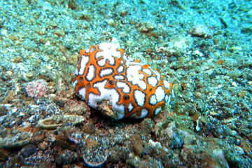 koloniale Seescheide ,vermutlich  Botrylloides leachii