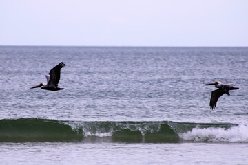Pelicans on the hunt