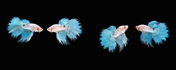 Photo collage of blue white ice combination crown tail type of betta splendens siamese fighting fish isolated on black color background. Image photo
