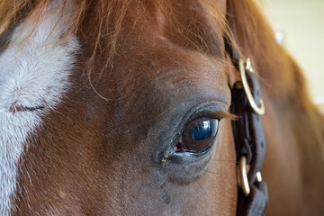 horse eye close up