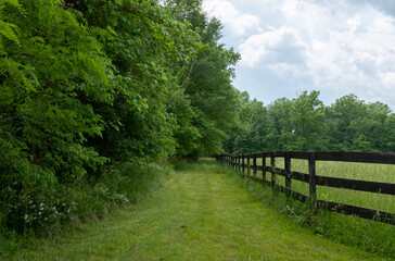 Fototapeta na wymiar verdant green path in countryside