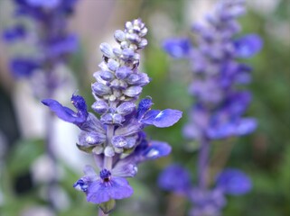 Purple Salvia farinacea sage flower in garden with soft focus and blurred background ,macro image	
