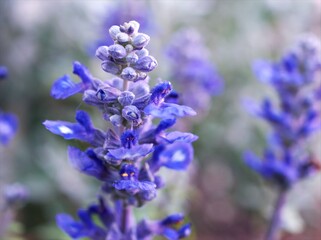 Purple Salvia farinacea sage flower in garden with soft focus and blurred background ,macro image	