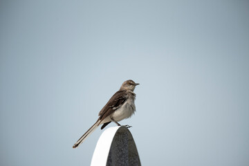 Northern Mockingbird