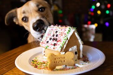 Dog with a gingerbread house
