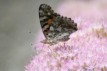 Butterfly 2020-53 / Painted Lady (Vanessa Cardui)