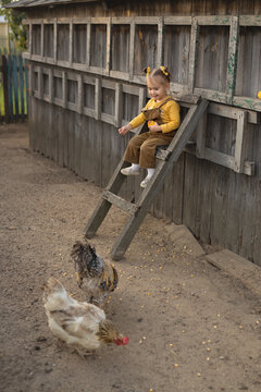A child in overalls sits high on the stairs and feeds the chickens corn.  Funny girl on the farm takes care of the animals. Rooster with hens in the village.