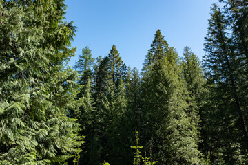 Fototapeta na wymiar sunny evergreen pine trees