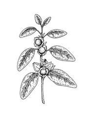 Hand drawn Ashwagandha branch with berries isolated on white background. Vector illustration in sketch style.