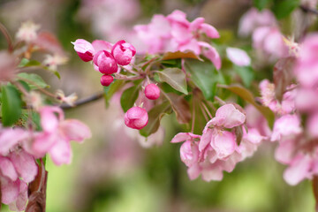 Fototapeta na wymiar Blooming apple tree. Spring flowering trees.