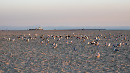 Fototapeta na wymiar A flock of seagulls resting in long beach