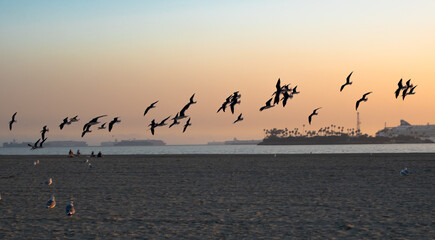 A flock of seagulls flying in long beach sky