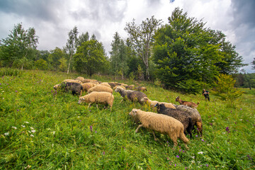 The herd of sheeps grazes in the green hills field. Rural farming
