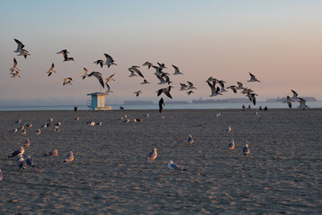 A flock of seagulls flying in long beach sky