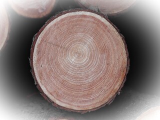 Kettensäge - gerodeter Baum mit Jahresringen