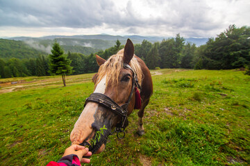 Point of view person feeding from hand a horse in the field