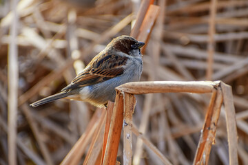 Sparrow in the city Park