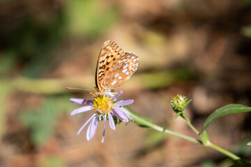 Great Spangled Fritillary Butterfly, Insects of Montana