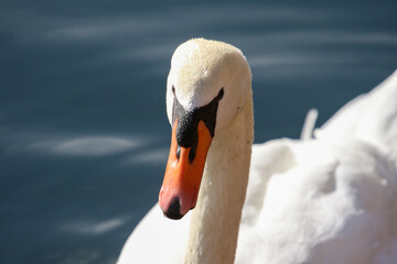 Swan in Colorado River, Colorado Birds and Wildlife