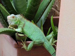 Iguana