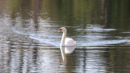 Swan in Colorado Springs Lake