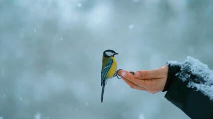 CLOSE UP: Beautiful shot of a trusting bird landing on woman's outstretched hand © helivideo