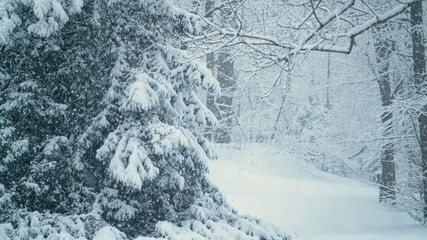 CLOSE UP: Beautiful view of large snowflakes covering the forest floor and trees