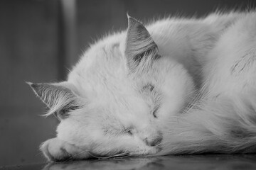 Furry cat with folded paws resting in the soft lights of the late Sunday afternoon sun.