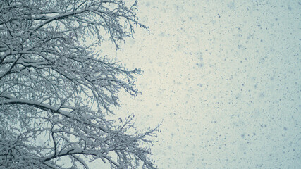 BOTTOM UP, DOF: Countless little snowflakes fall from the cloudy winter sky.