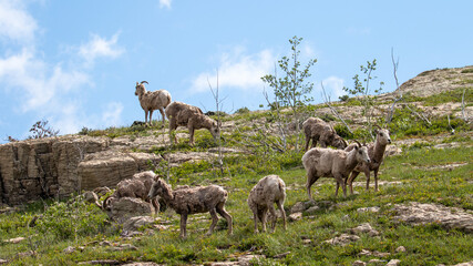 Sheep in Glacier National Park, Mountain Goats Sighting 2019