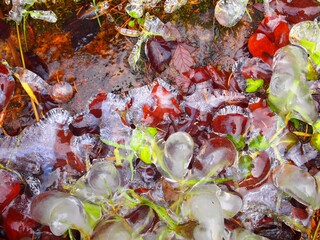 Photo with frozen flowers, ice on spruit in winter time.