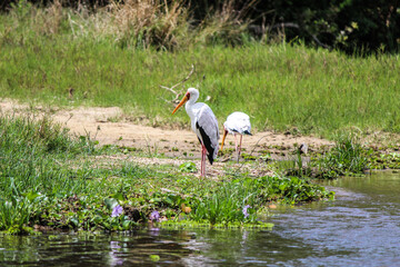white heron in the pond