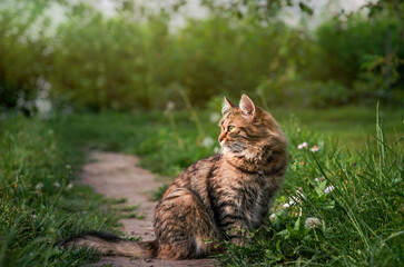 Tabby fluffy cat on a background of a sunny garden	