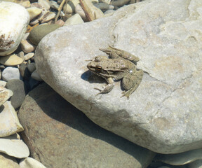 Frog on a stone