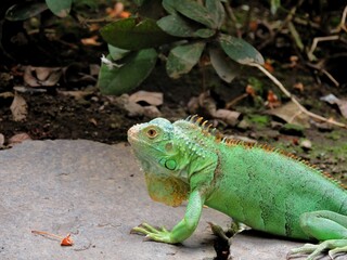 Green iguana
