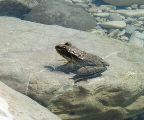 Frog on a stone