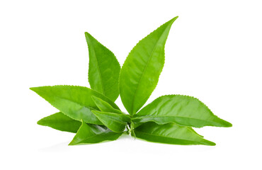 Green tea  leaves isolated on white background