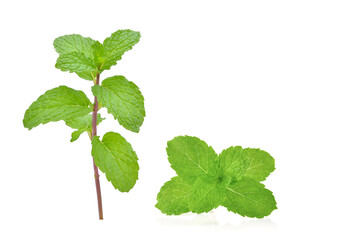 mint leafs herb. isolated on white background © akepong srichaichana