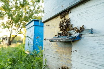 Bees fly out and return to the hive in the summer. Flight of bees near the hive in the garden.