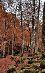 Obraz premium Colorful forest landscape during autumn. Tree trunk in the front covered in moss. Rocky river.