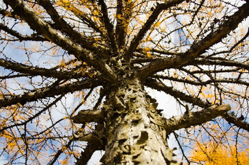 bark of the larch and yellow needles on the tree.
