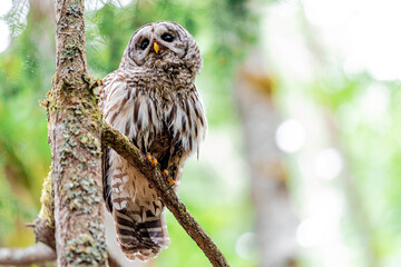 Barred Owl in a Tree