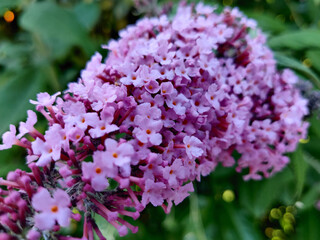 Close-up of a pink flower in the nature. Gardening summer.